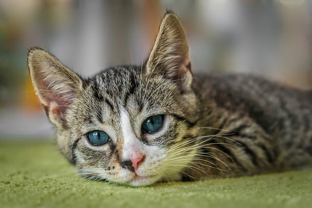 How to Buy a Cat Online Safely: A Complete Guide for First-Time and Experienced Buyers