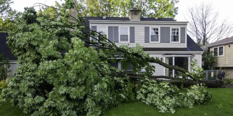 The Importance of Emergency Tree Care After a Storm or Natural Disaster